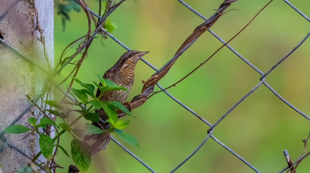 Eurasian Wryneck